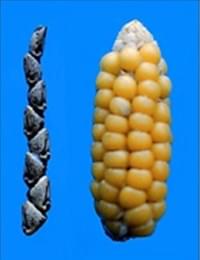 左側：テオシントの穂軸、右側：トウモロコシの穂軸