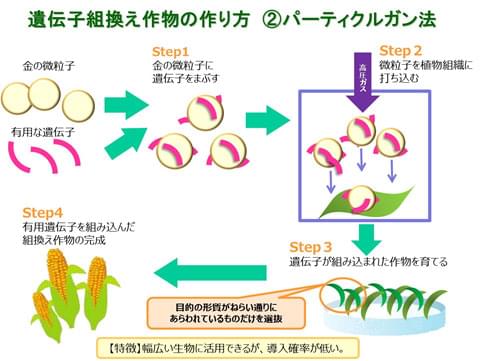 遺伝子組み換え作物の作り方 パーティクルガン法